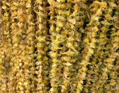 Kuru Çiçek Bamya 500 gr